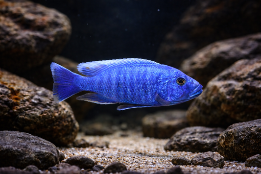 2 Ice Blue Cichlid