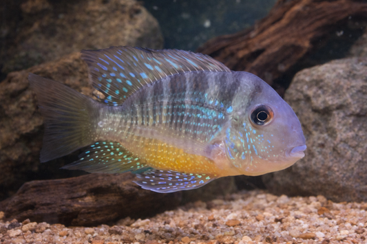 2 Gymnogeophagus balzanii
