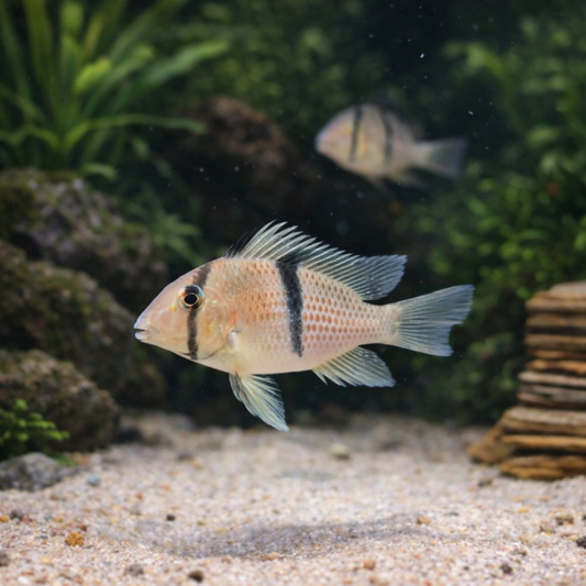 2 Suriname Red Spotted Cichlid