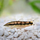 4 Dwarf Chain Loach / Sidthimunki Botia Small