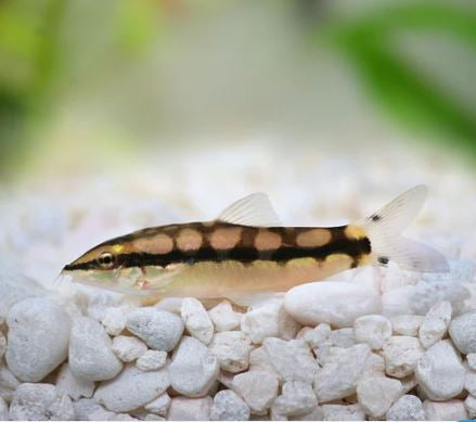4 Dwarf Chain Loach / Sidthimunki Botia Small