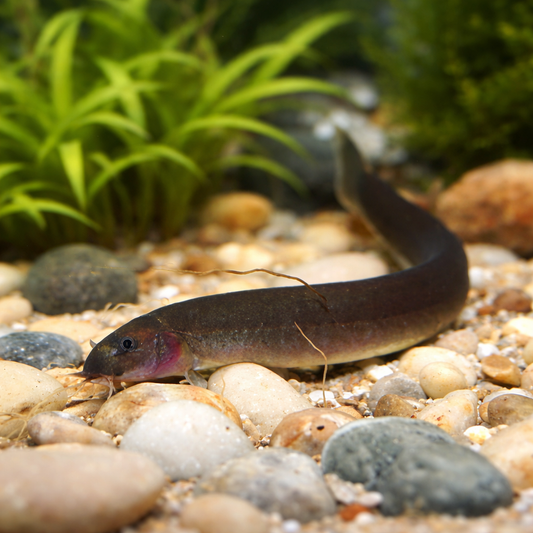 6 Black Kuhli Loach