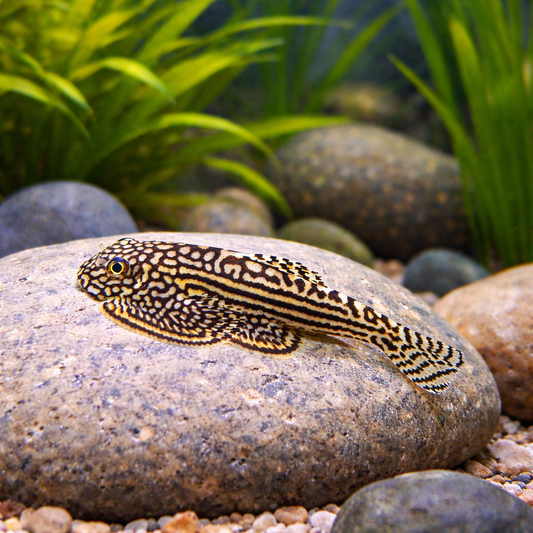 2 Hillstream Loach / Chinese Butterfly Pleco (Size M)
