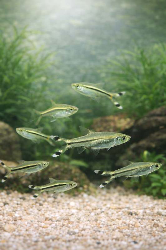 10 Scissortail Rasbora
