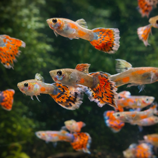 8 Blue Variegated Guppy Males