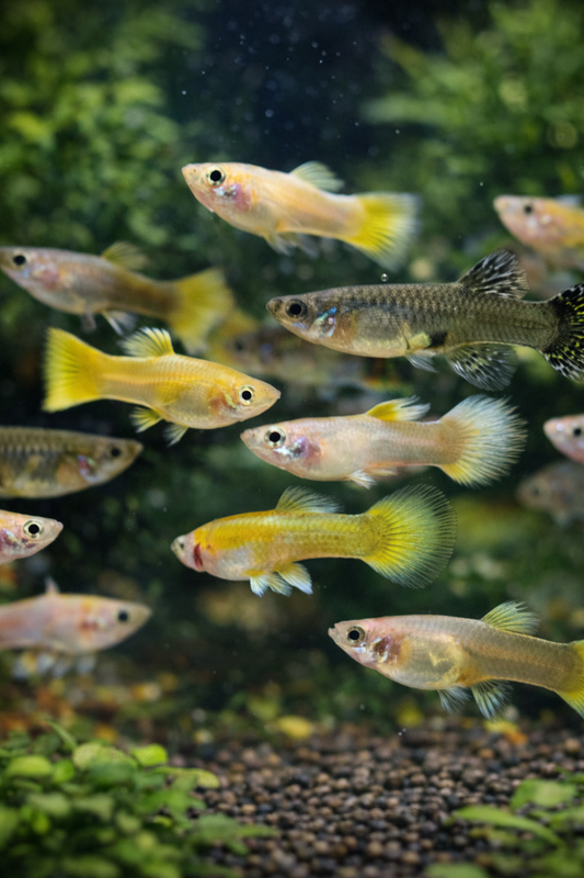 8 Assorted Guppy female