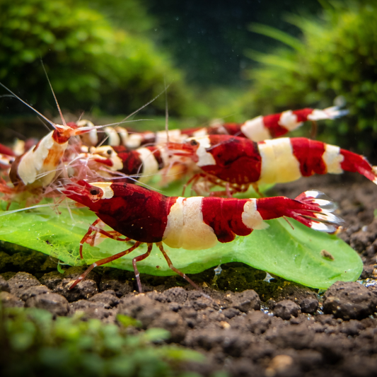 4 Red King Kong Shrimp