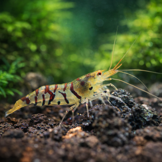 6 Tiger Shrimp