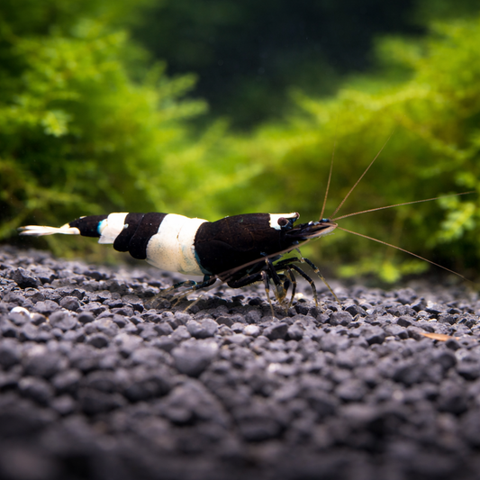 4 Black King Kong Shrimp