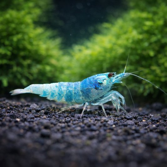 4 Blue Bolt Shrimp