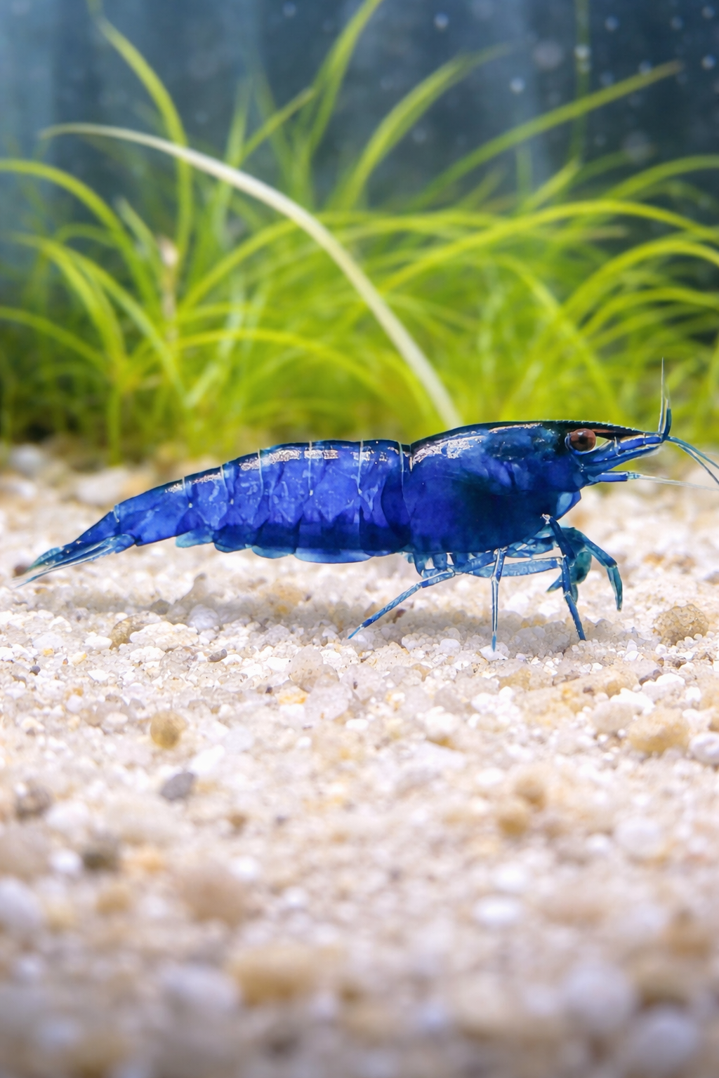 6 Blue Rili Shrimp