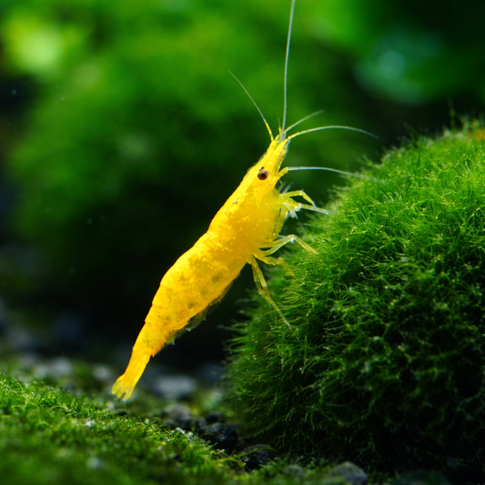 8 Yellow Rice Shrimp