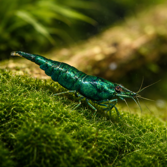 8 Green Jade Shrimp