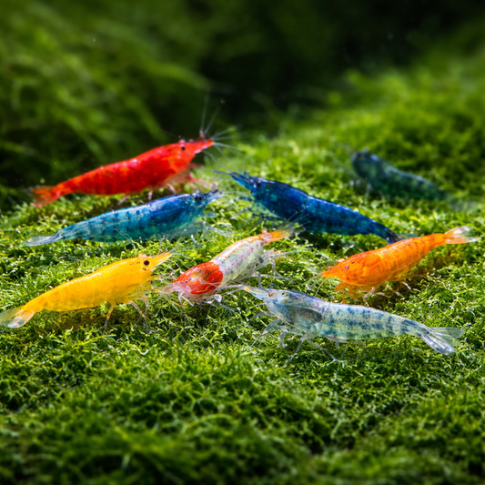 10 Assorted Neocaridina davidi Shrimp
