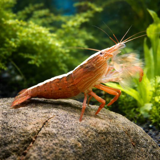 3 Singapore Bamboo Shrimp