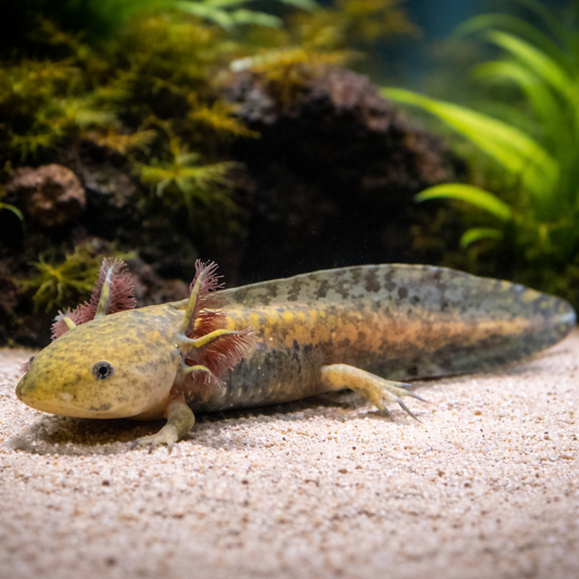 Axolotl
