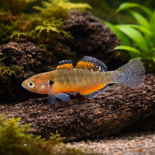 Empire Gudgeon