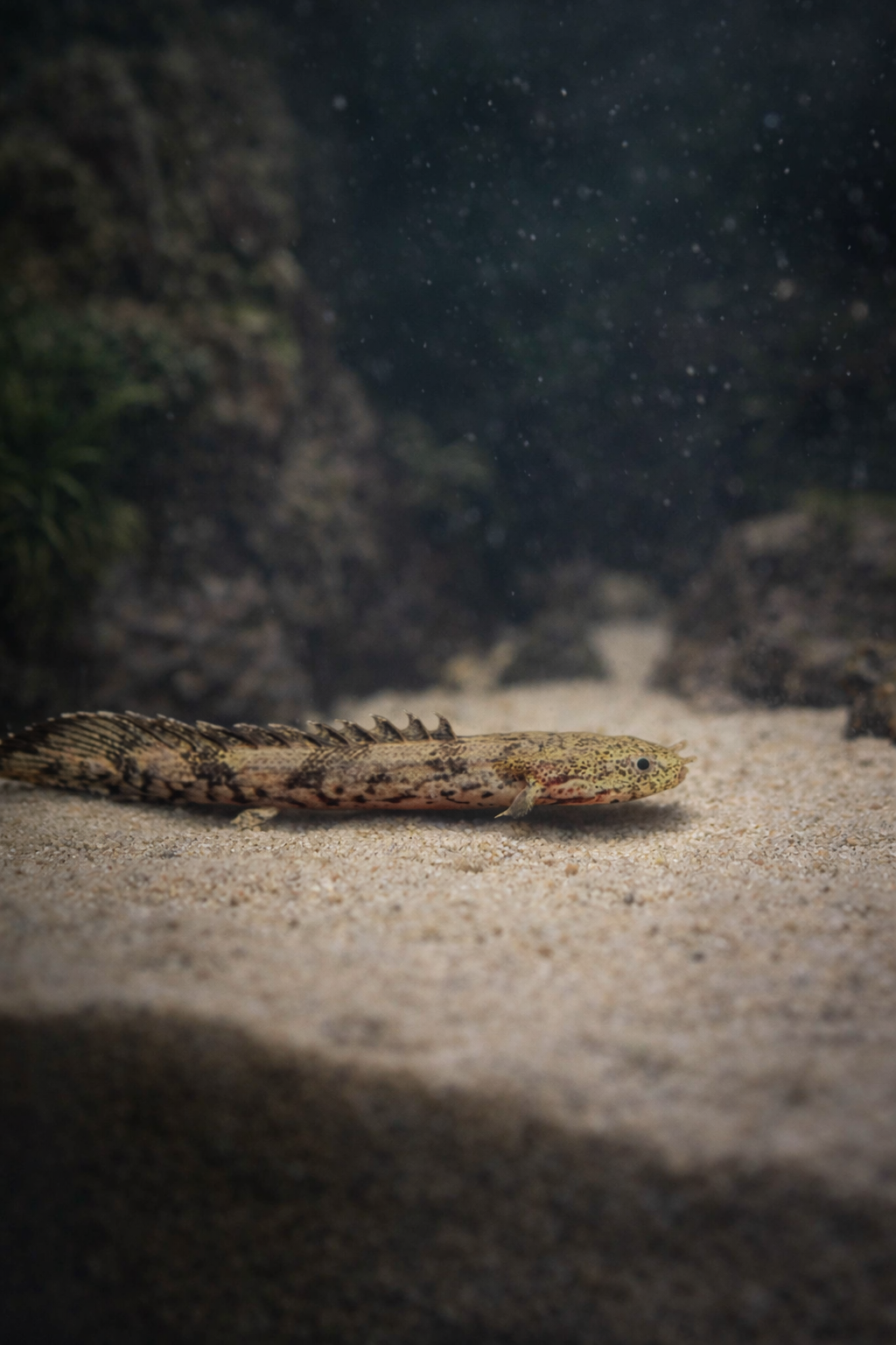 3 Micro Dragon Goby