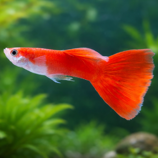 8 Flamingo Guppy Males