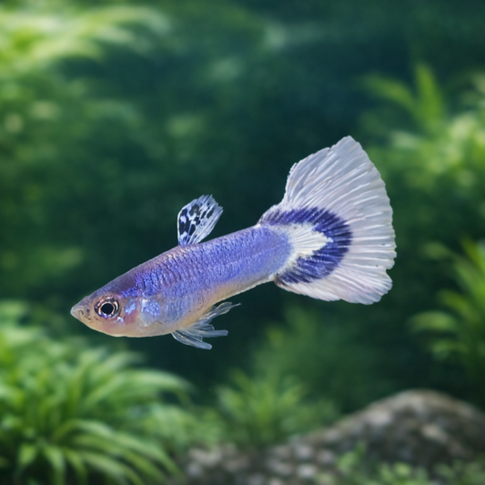 8 Luminous Purple Guppy Males
