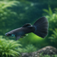 8 Black Moscow Guppy Males