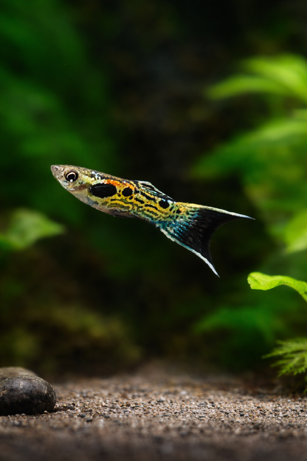 4 Green Snakeskin Endler Pair
