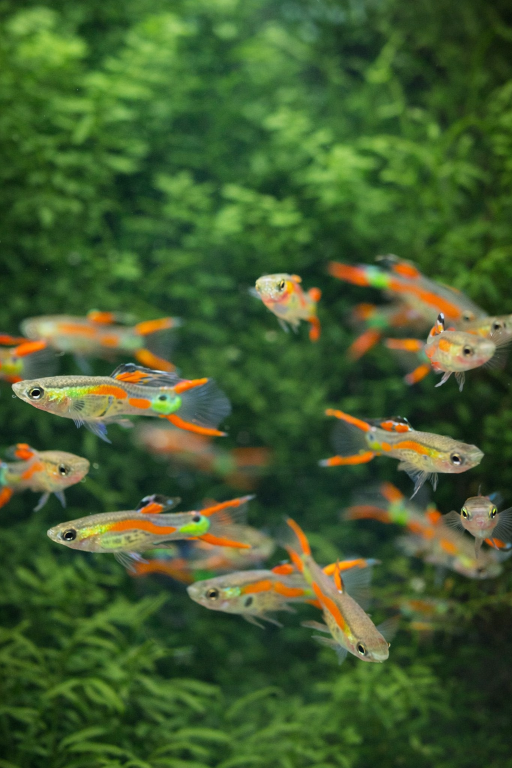 8 Red Neon Double Sword Endler - Male