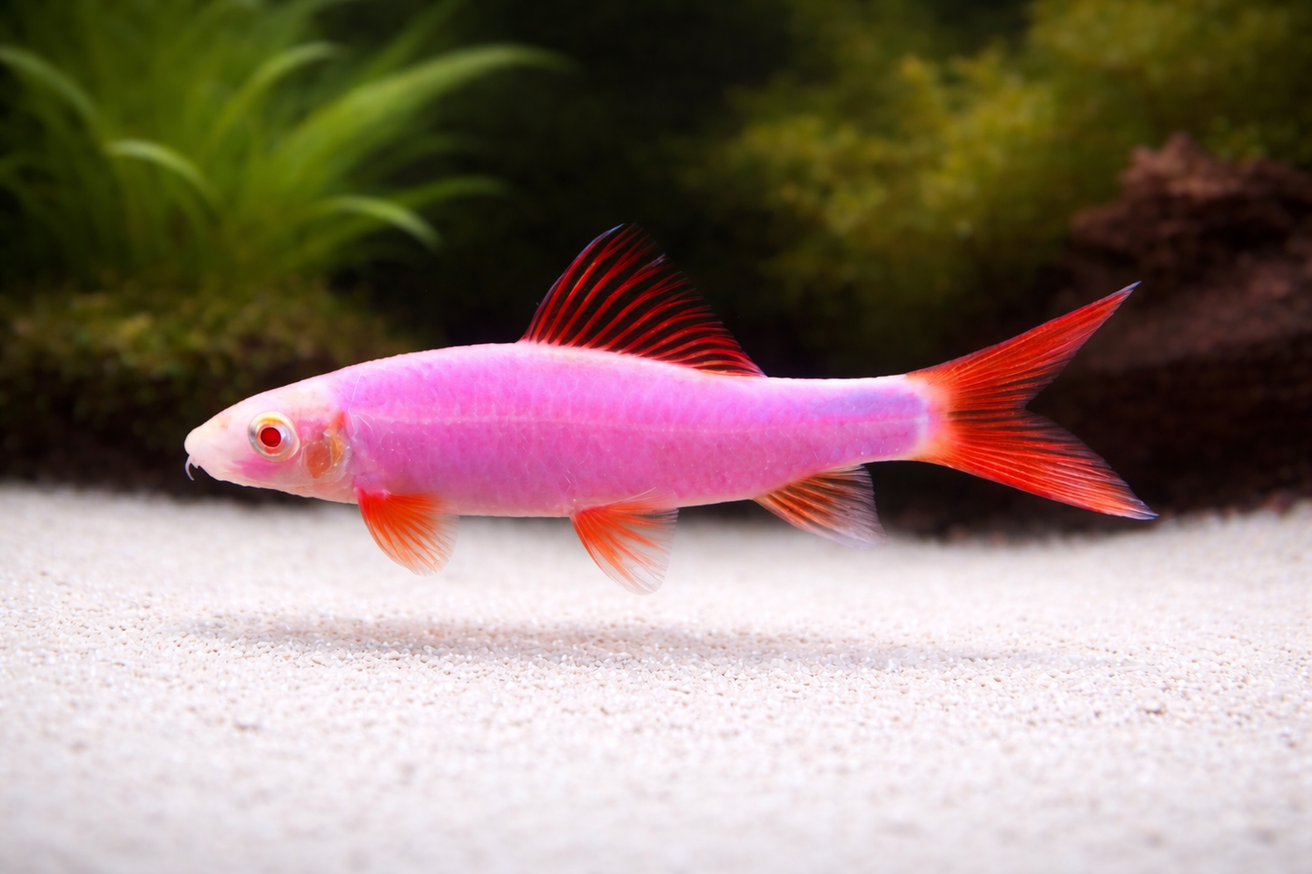 Galactic Purple GloFish Sharck