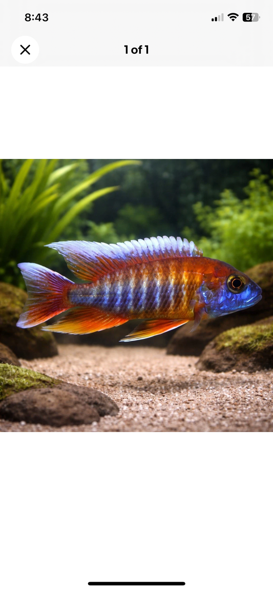 Peacock Cichlid Eureka 2” inches