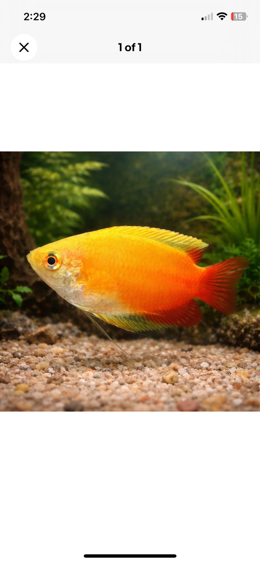 4  Red Gold Honey Dwarf Gourami