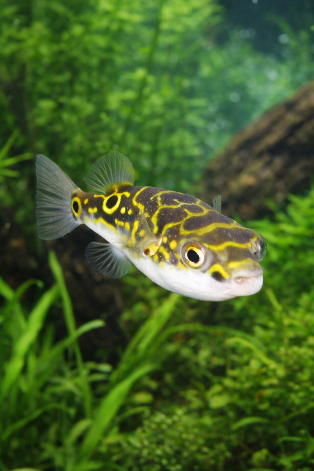3 Figure 8 Puffer 1”