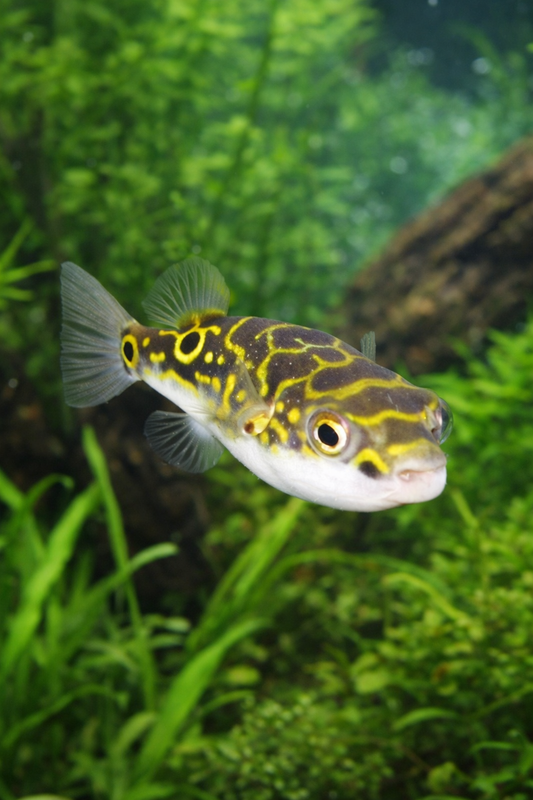 3 Figure 8 Puffer 1”