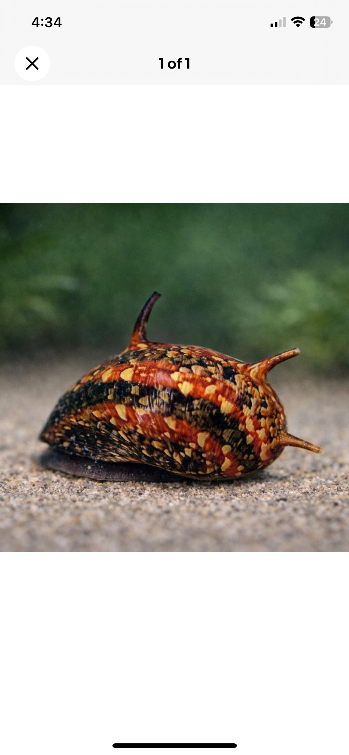 6  Thorny Tricolor Snail