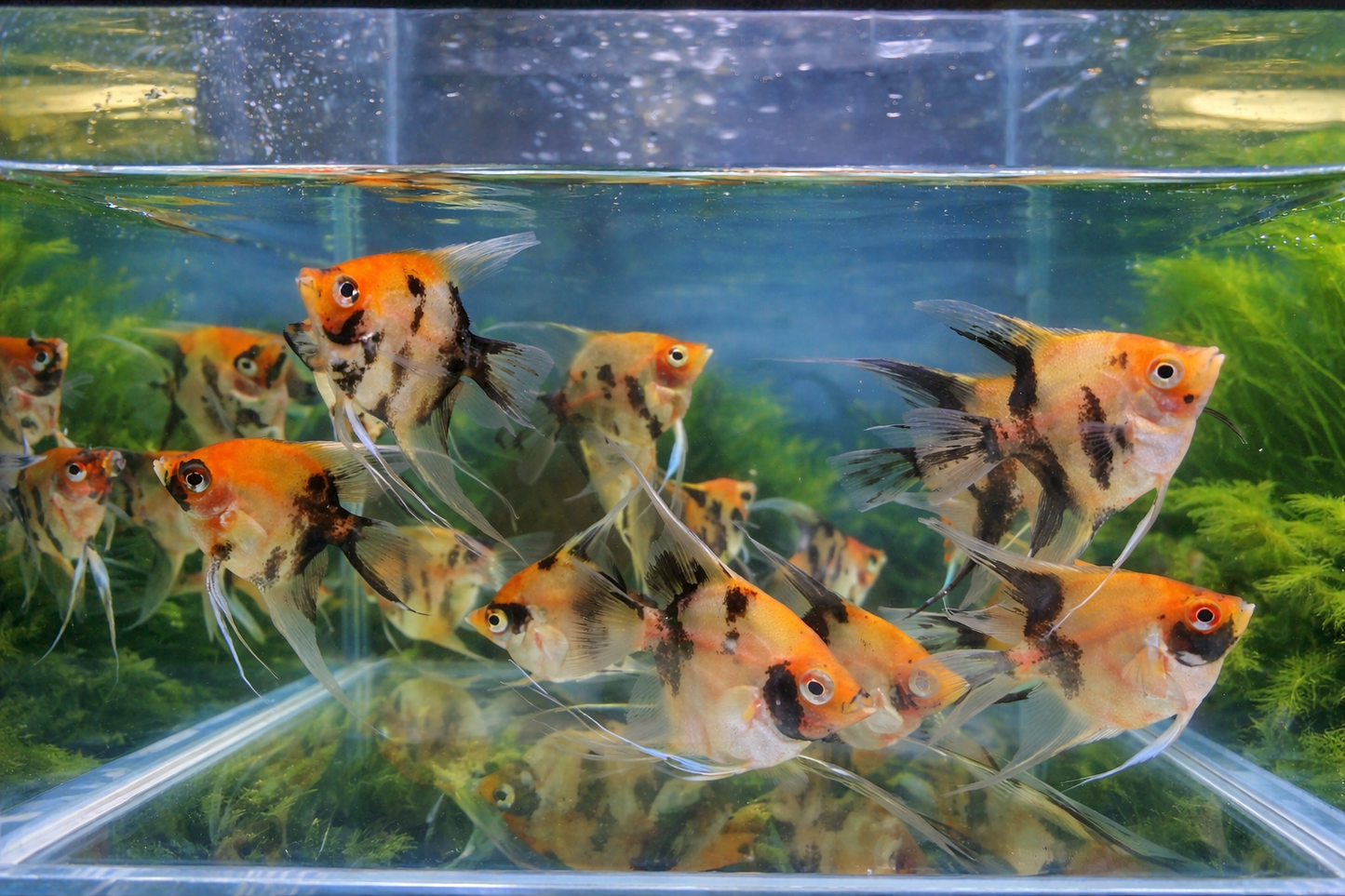 3 Red Koi Angelfish M