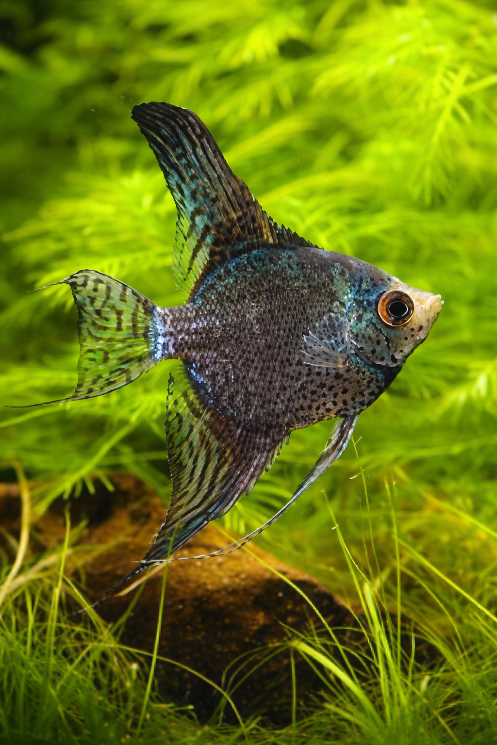 3 Leopard Angelfish