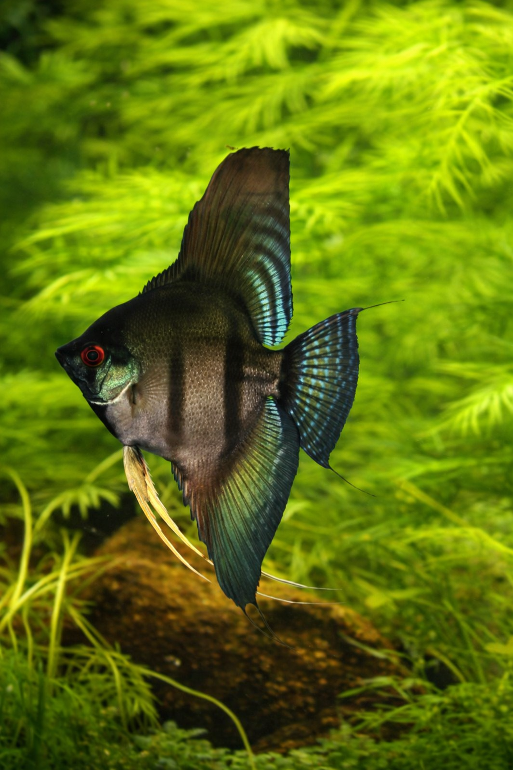 3 Black Lace Angelfish