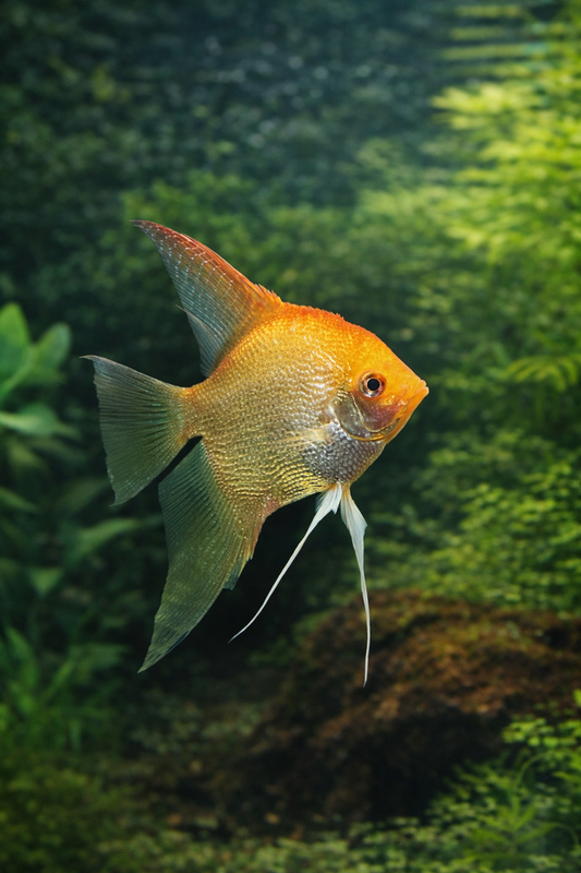 3 Red Head Diamond Angelfish M