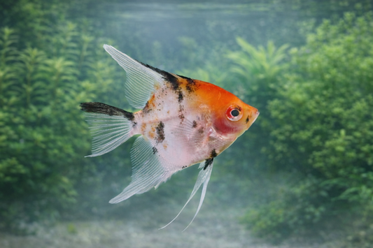 3 Red Head Koi Angelfish Size: S/M