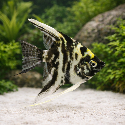 3 Marble Angelfish
