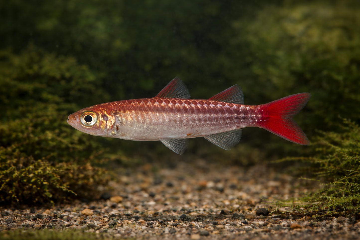 Pink Tail Chalceus