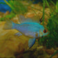 Electric Blue Ram