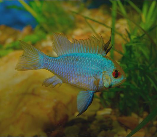 Electric Blue Ram