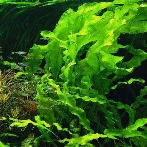APONOGETON ULVACEUS BULB -Freshwater Aquatic Live 