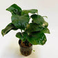 ANUBIAS BARTERI DIAMOND 1 POT- Aquatic Live Plants   