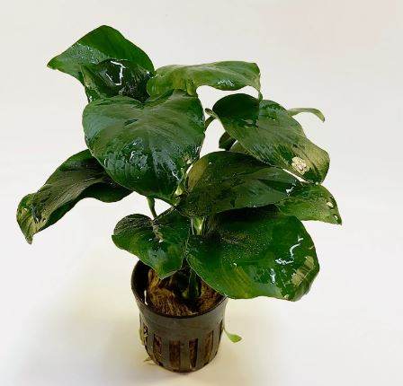 ANUBIAS BARTERI DIAMOND 1 POT- Aquatic Live Plants   