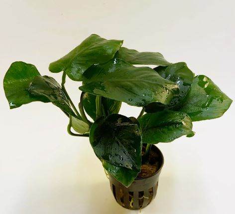 ANUBIAS BARTERI DIAMOND 1 POT- Aquatic Live Plants   