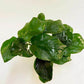 ANUBIAS BARTERI DIAMOND 1 POT- Aquatic Live Plants   