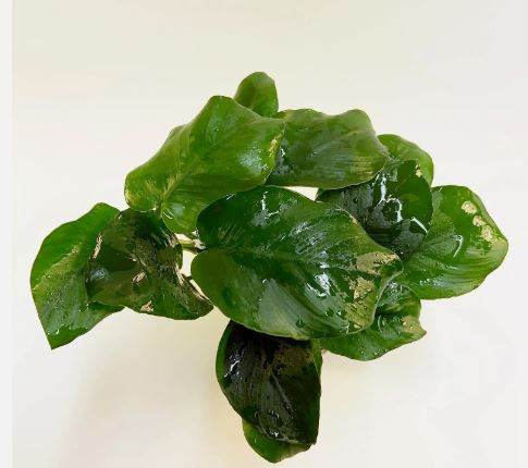 ANUBIAS BARTERI DIAMOND 1 POT- Aquatic Live Plants   