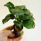 ANUBIAS BARTERI DIAMOND 1 POT- Aquatic Live Plants   