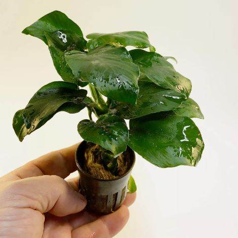 ANUBIAS BARTERI DIAMOND 1 POT- Aquatic Live Plants   